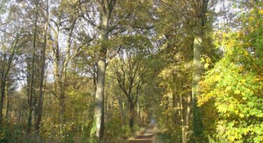 Bois des Metz à Jouy-en-Josas