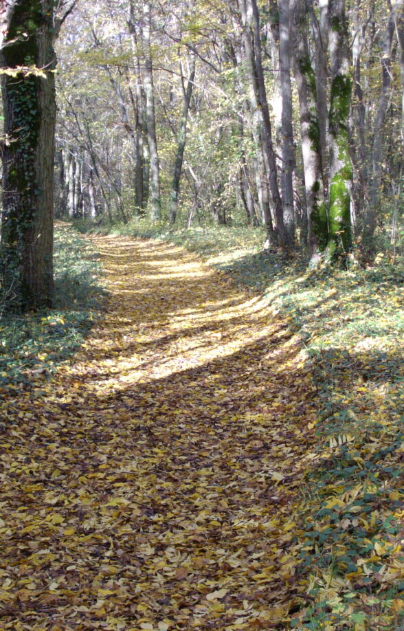 Osmoy
