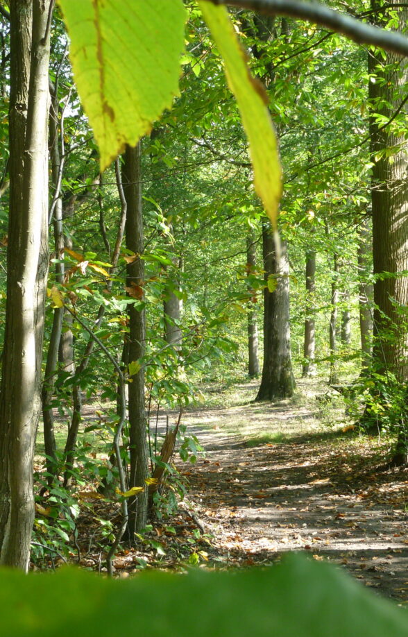 itinéraire de randonnée à pied en forêt de Marly