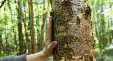 main sur arbre