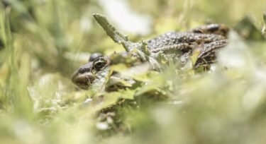 Biodiversité