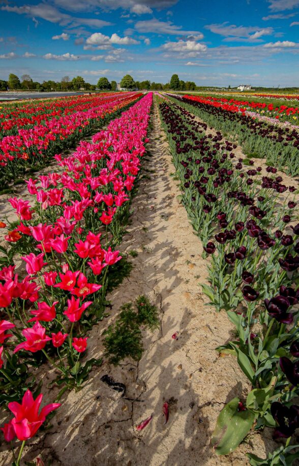 Les tulipes à la cueillette de Viltain