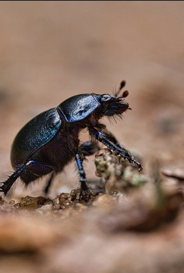 Sortie Insectes