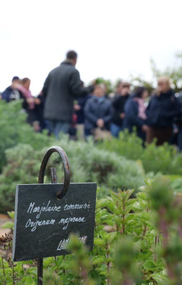Potager du Roi - Visite guidée thématique : À la découverte des plantes médicinales_Versailles