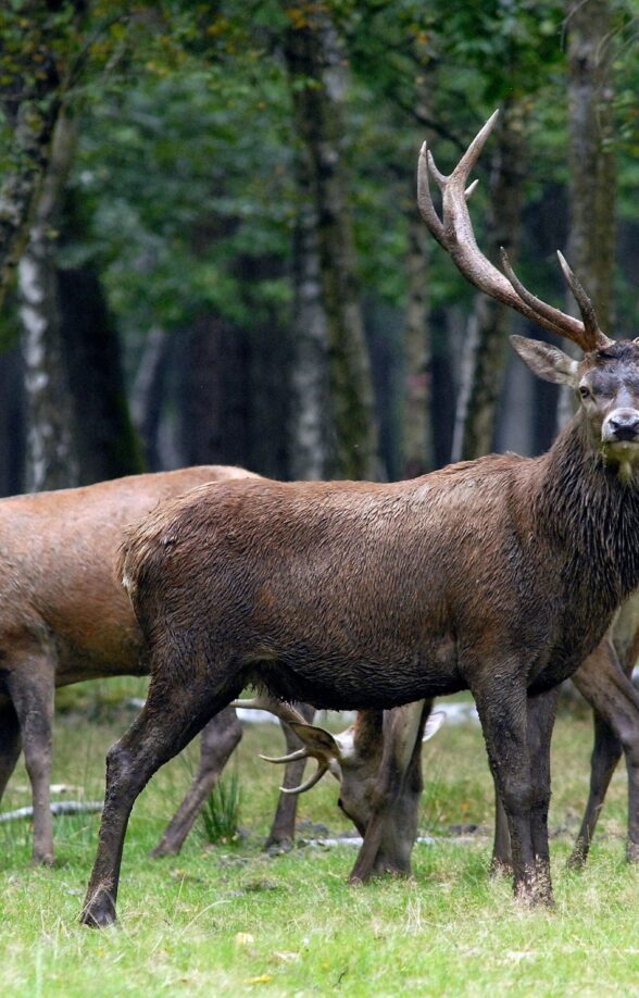 Brame du cerf à l'Espace Rambouillet_Sonchamp
