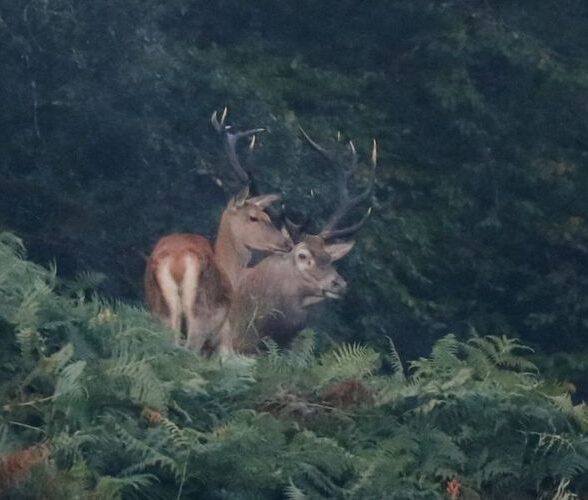 Sortie Brame du cerf avec Solen Boivin_Bullion