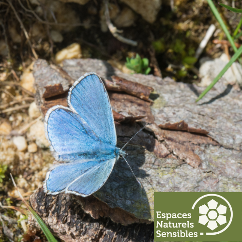 Sortie nature : Ça s'active sous nos pieds_Brueil-en-Vexin