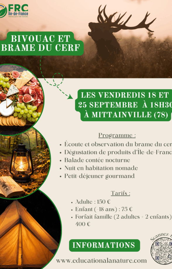 Bivouac et Brame du cerf_Rambouillet