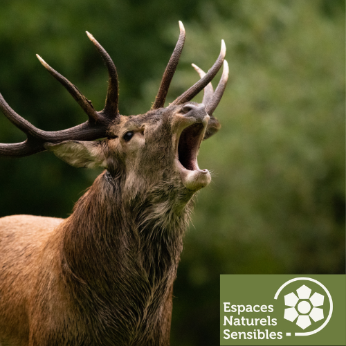 Sortie nature : A l'écoute du brame du cerf_Bullion