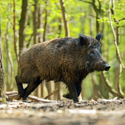 Sortie nature : Les grands mammifères_Clairefontaine-en-Yvelines
