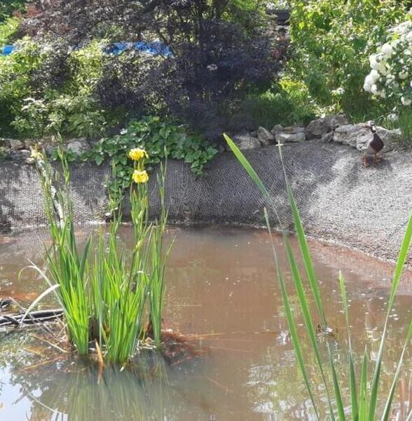 Journée Européennes du Patrimoine - Visite thématique de la biodiversité du cimetière des Gonards_Versailles