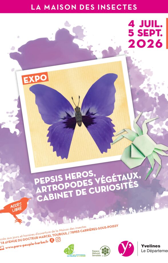 Exposition Pepsis Heros, arthropodes végétaux, cabinet de curiosité_Carrières-sous-Poissy
