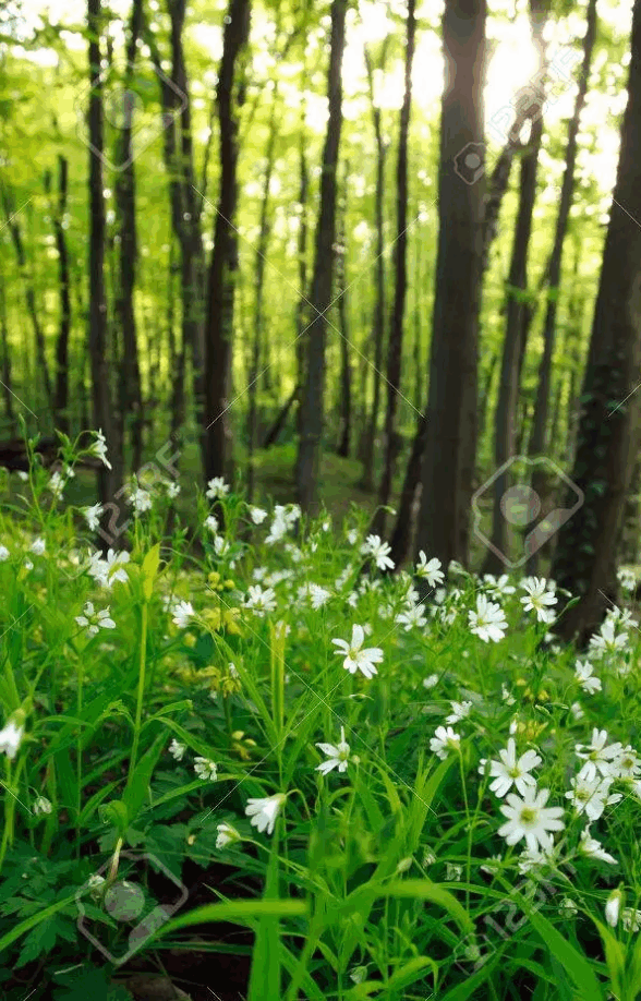 Fleurs en forêt