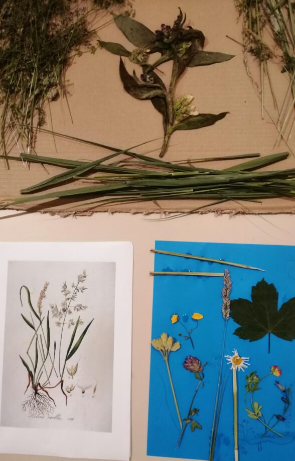 L'atelier "Herbier en fleur"